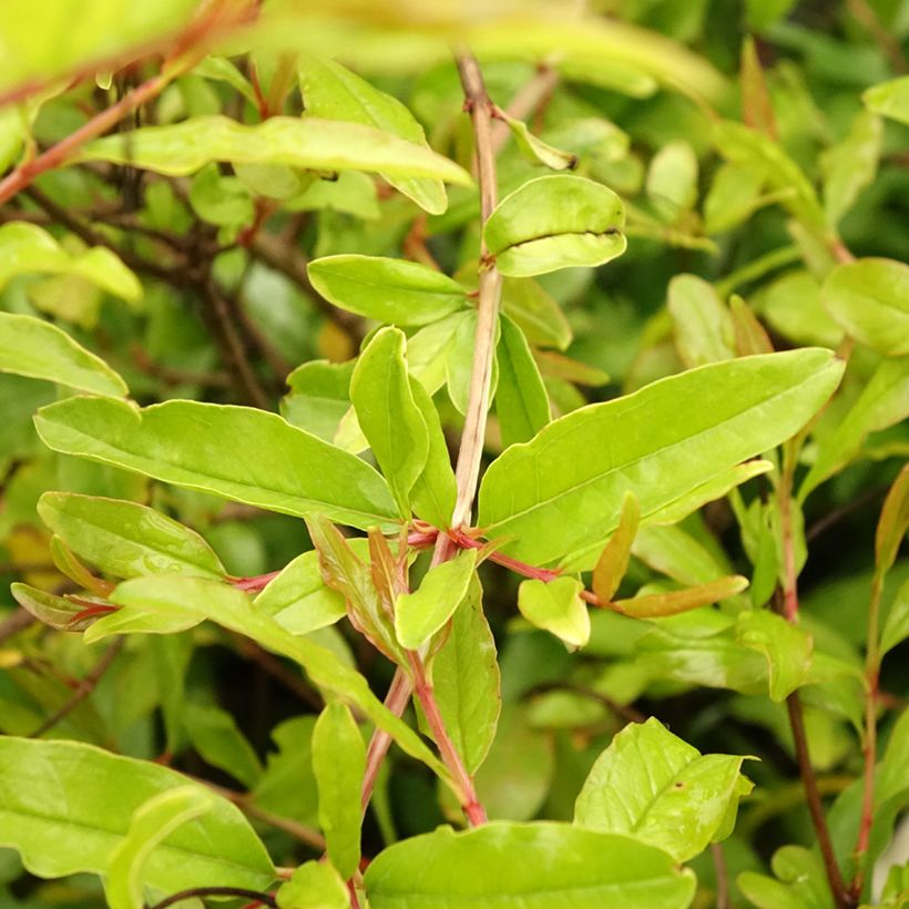 Granaatappel Mollar de Elche - Punica granatum (Blad)