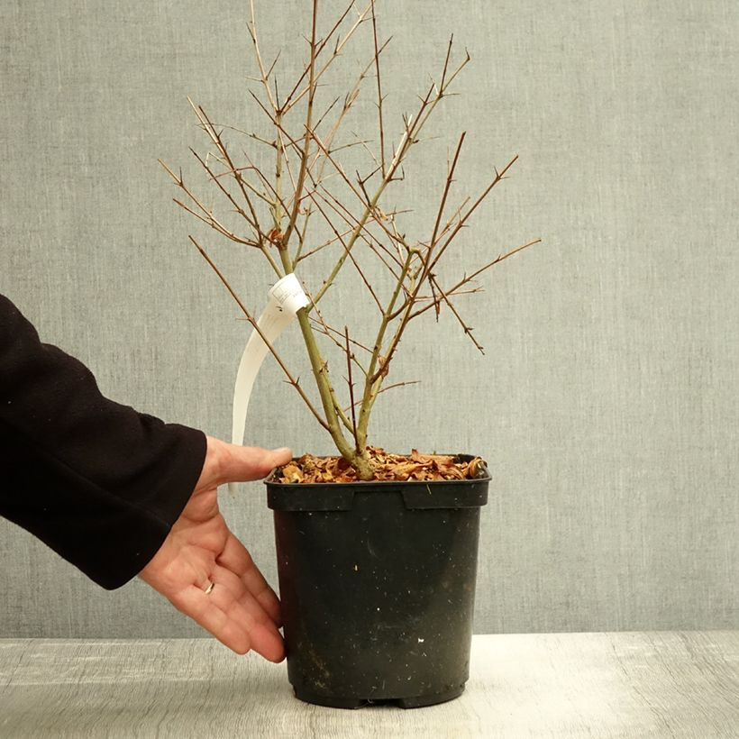 Exemplaar van Granaatappel Parfianka - Punica granatum Pot van 3 l/4 l, Struik zoals geleverd in de herfst