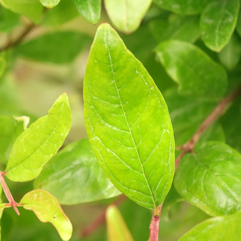 Granaatappel - Punica granatum (Blad)