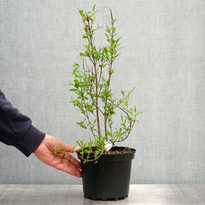 Example of Granaatappel Wonderful -  Punica granatum Pot van 3 l/4 l, Pol as you get in printemps