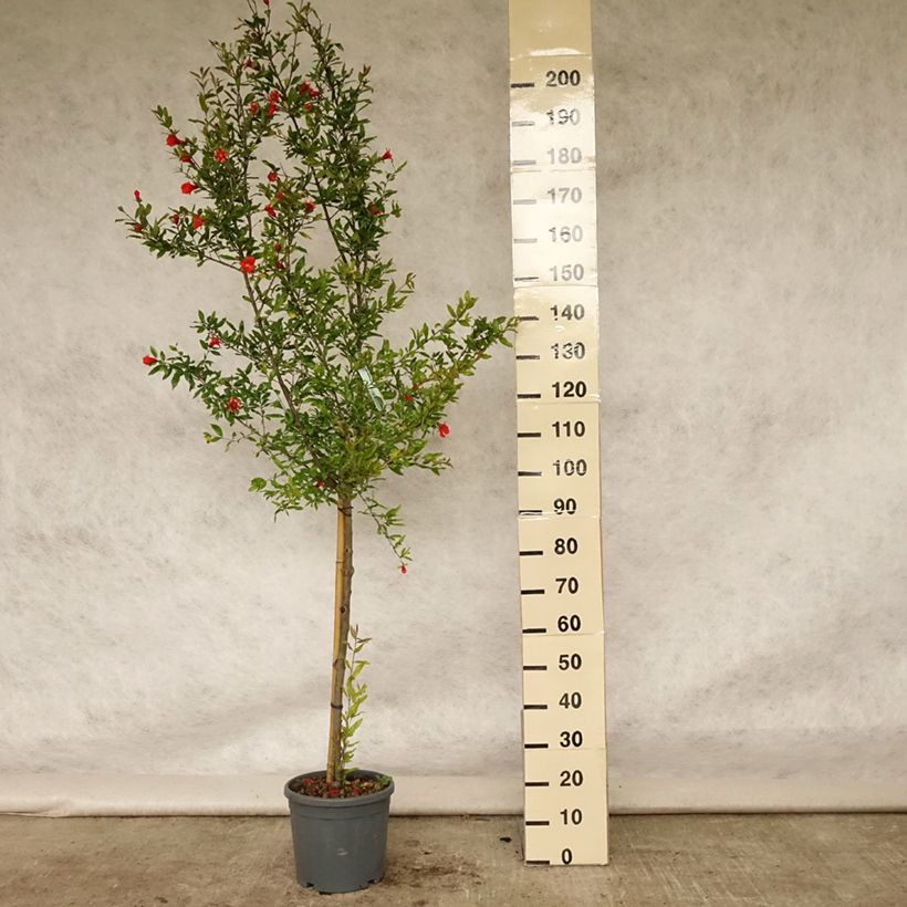 Exemplaar van Granaatappel Wonderful -  Punica granatum Pot van 7,5 l/10 l, Half-hoge stam zoals geleverd in de zomer
