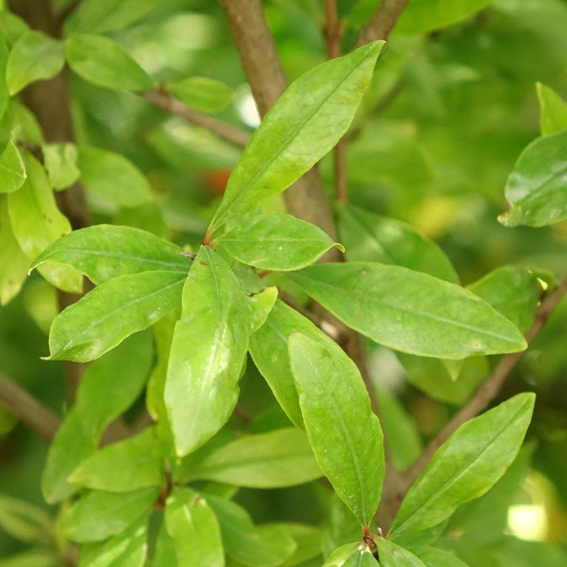 Granaatappel Wonderful -  Punica granatum (Blad)