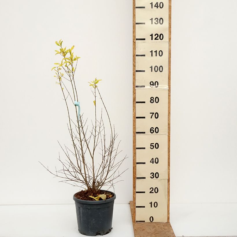 Exemplaar van Granaatappel Wonderful -  Punica granatum Pot van 7,5 l/10 l, Half-hoge stam zoals geleverd in de herfst