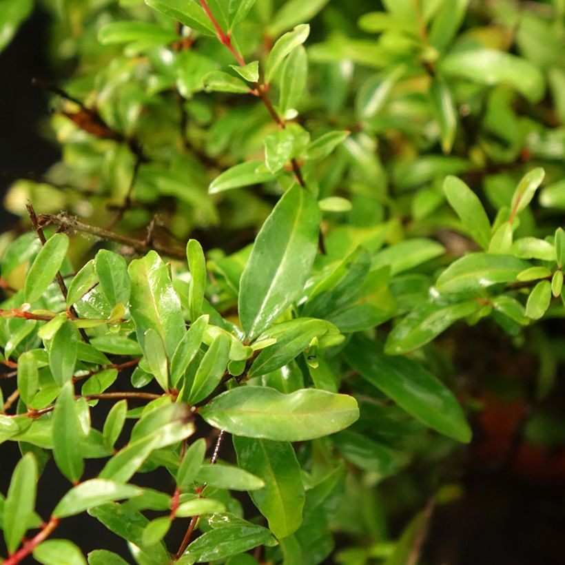 Dwerggranaatappel Chico - Punica granatum (Blad)
