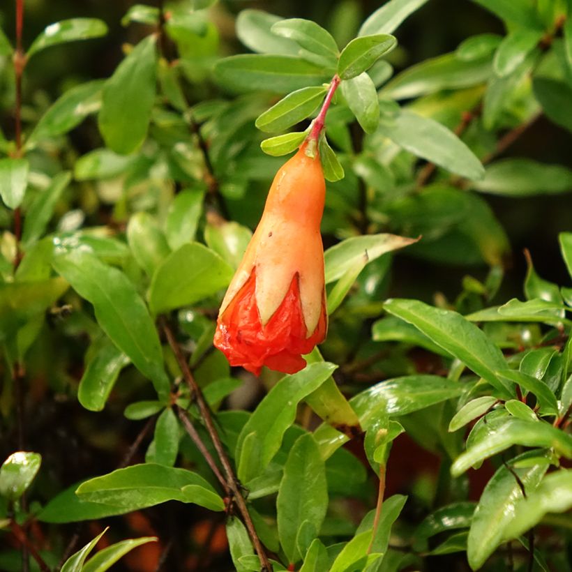 Dwerggranaatappel Chico - Punica granatum (Bloei)