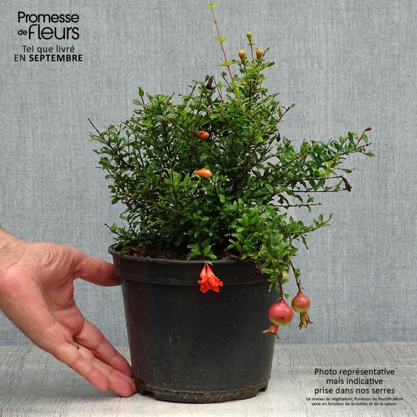 Exemplaar van Grenadier nain - Punica granatum Chico ou Nana Gracillissima Pot de 3L/4L, Touffe zoals geleverd in de herfst