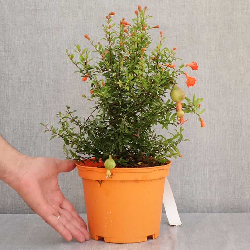Exemplaar van Dwerggranaatappel Chico - Punica granatum Pot van 3 l/4 l, Pol zoals geleverd in de zomer