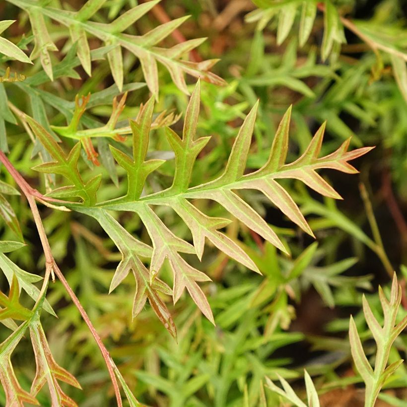 Grevillea Bronze Rambler (Blad)
