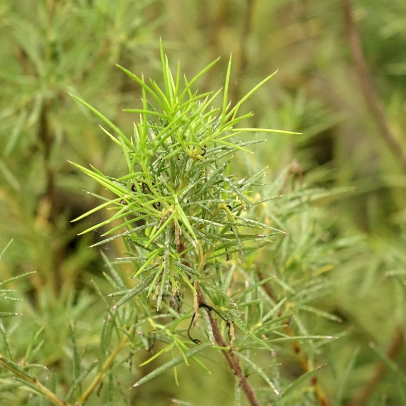 Grevillea gracilis Alba - Australische zilvereik (Blad)