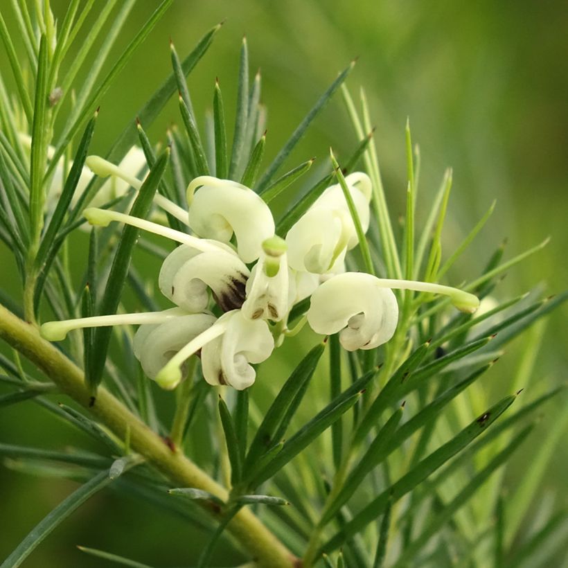 Grevillea gracilis Alba - Australische zilvereik (Bloei)