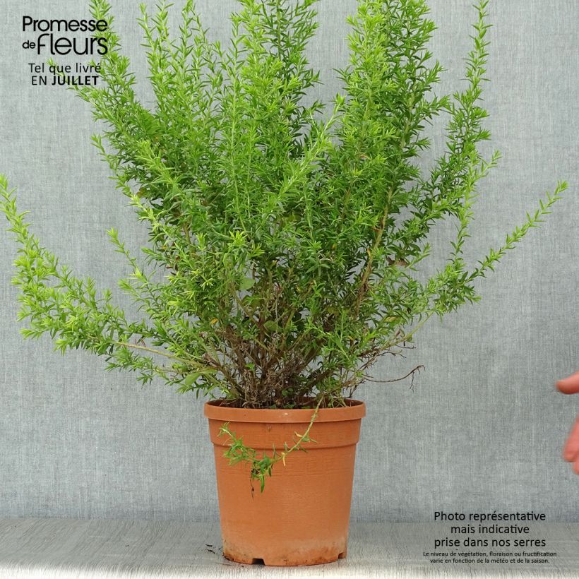 Exemplaar van Grevillea gracilis Clearview David - Australische zilvereik Pot van 2 l/3 l, Struik zoals geleverd in de zomer