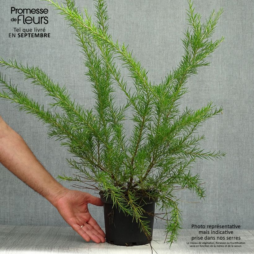 Exemplaar van Grevillea juniperina Canberra Gem - Australische zilvereik Pot van 2 l/3 l zoals geleverd in de herfst