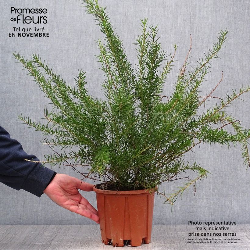 Exemplaar van Grevillea juniperina - Australische zilvereik Pot van 2 l/3 l zoals geleverd in de herfst