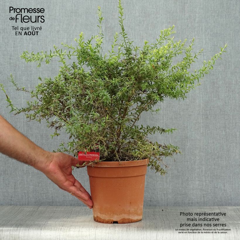 Exemplaar van Grevillea Poorinda Rondeau - Australische zilvereik Pot van 3 l/4 l, Struik zoals geleverd in de zomer