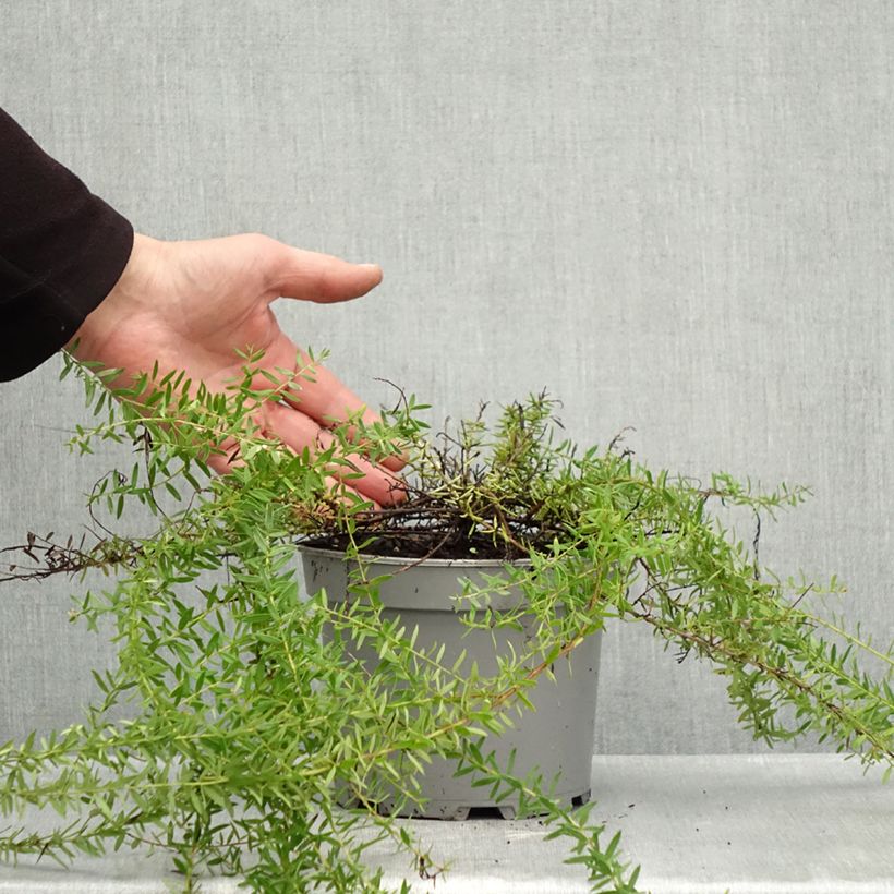 Exemplaar van Grevillea prostrata Aurea - Australische zilvereik Pot van 2 l/3 l zoals geleverd in de herfst
