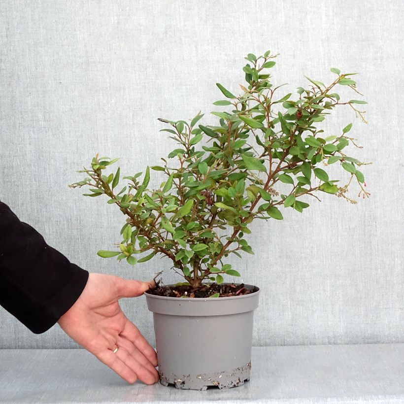 Exemplaar van Grevillea rhyolitica - Australische zilvereik Pot van 2 l/3 l zoals geleverd in de winter