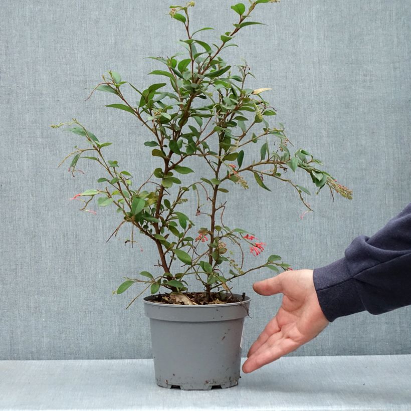 Example of Grevillea rhyolitica - Australische zilvereik Pot van 2 l/3 l as you get in printemps