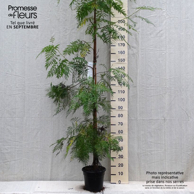 Exemplaar van Grevillea robusta - Australische zilvereik Pot van 7,5 l/10 l zoals geleverd in de herfst