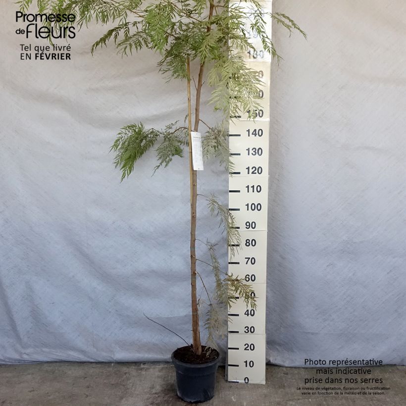 Exemplaar van Grevillea robusta - Grévillier Pot de 7,5L/10L zoals geleverd in de winter