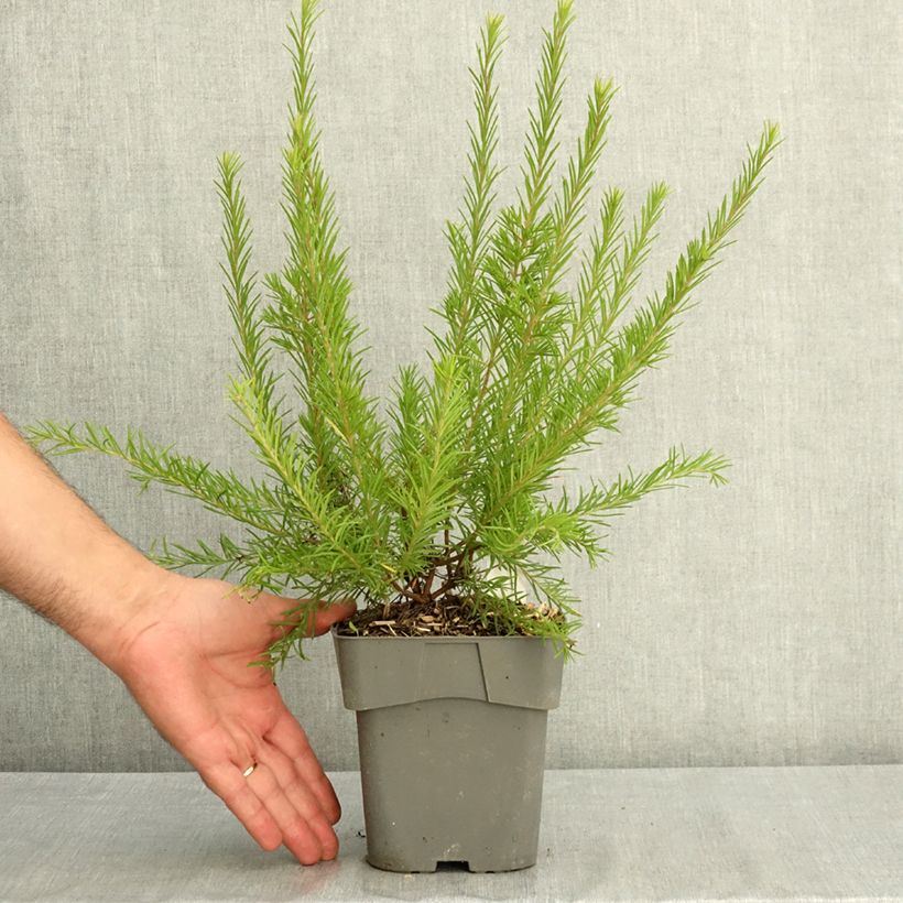 Exemplaar van Grevillea rosmarinifolia Rosa Jenkinsii - Rozemarijn-grevillea Pot van 2 l/3 l zoals geleverd in de zomer