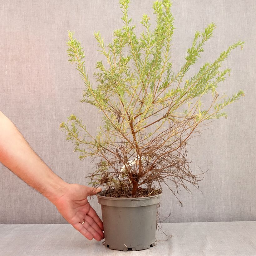 Exemplaar van Grevillea rosmarinifolia Rosa Jenkinsii - Rozemarijn-grevillea Pot van 3 l/4 l zoals geleverd in de zomer