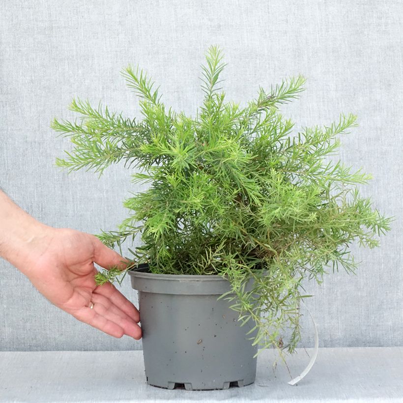 Example of Grevillea rosmarinifolia Rosa Jenkinsii - Rozemarijn-grevillea Pot van 3 l/4 l as you get in printemps