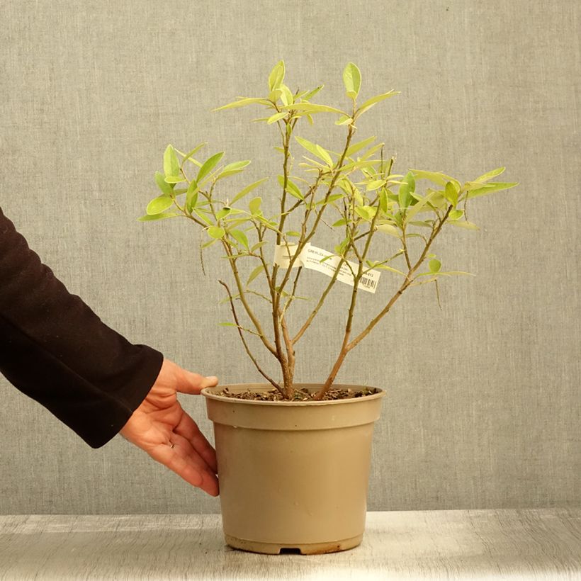 Exemplaar van Grevillea victoriae - Australische zilvereik Pot van 4 l/5 l zoals geleverd in de herfst