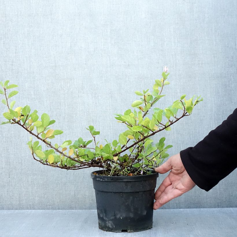 Exemplaar van Grewia occidentalis - Lavendelster Pot van 3 l/4 l zoals geleverd in de herfst