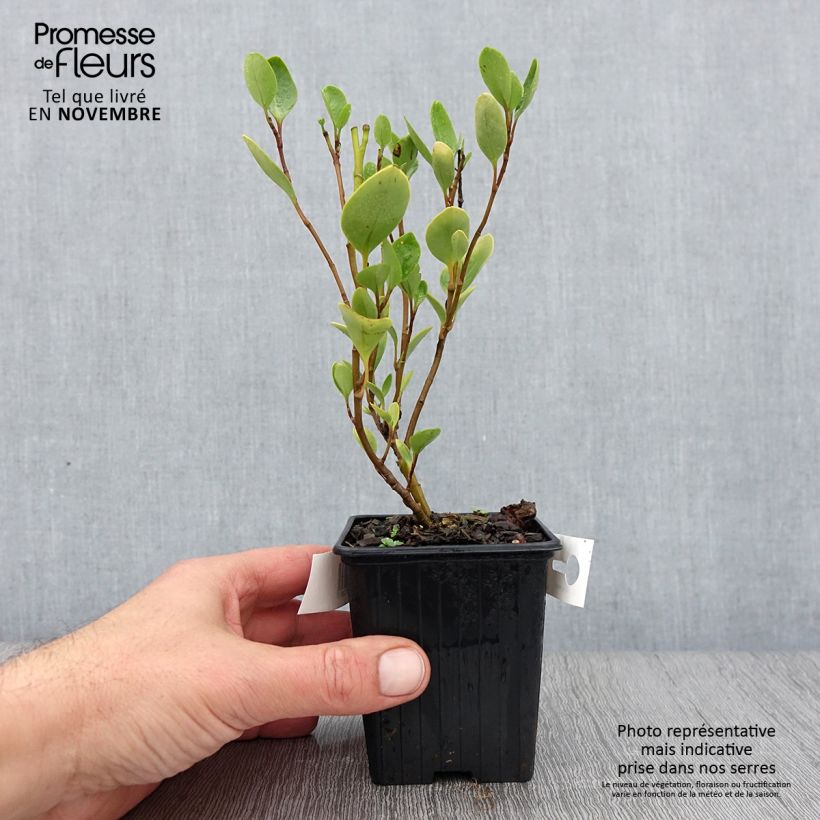 Exemplaar van Griselinia littoralis - Kapuka Kweekpotje van 8/9 cm zoals geleverd in de herfst