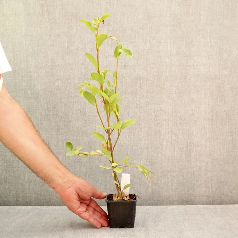 Exemplaar van Griselinia littoralis - Kapuka Kweekpotje van 8/9 cm zoals geleverd in de zomer