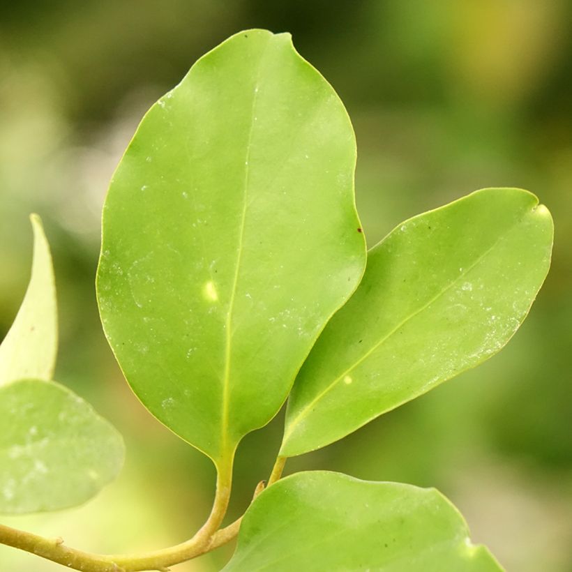 Griselinia lucida - Kapuka (Blad)
