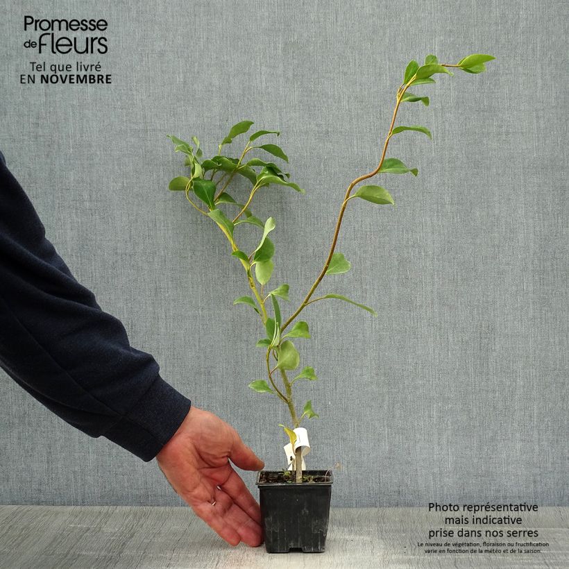 Exemplaar van Griselinia lucida - Griselinie luisante Godet de 8/9 cm zoals geleverd in de herfst