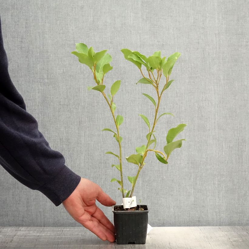 Exemplaar van Griselinia lucida - Kapuka Kweekpotje van 8/9 cm zoals geleverd in de lente