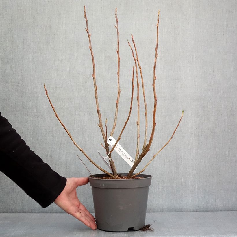 Exemplaar van Ribes sanguineum Pulborough Scarlet - Rode ribes Pot van 2 l/3 l zoals geleverd in de winter