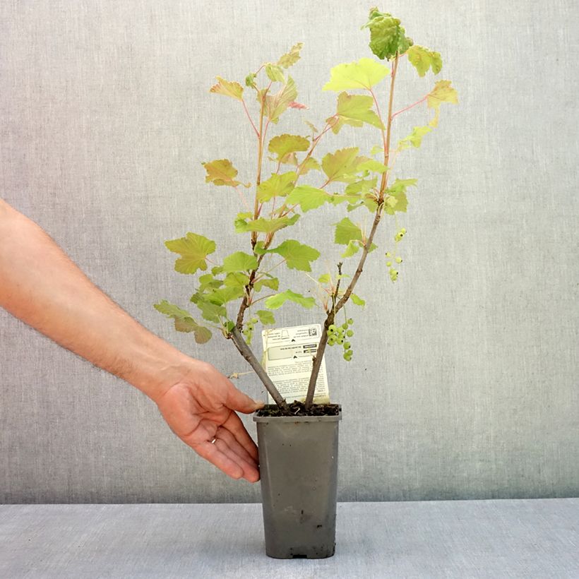 Exemplaar van Witte aalbes Blanka BIO Pot van 1,5 l/2 l, Struik zoals geleverd in de zomer
