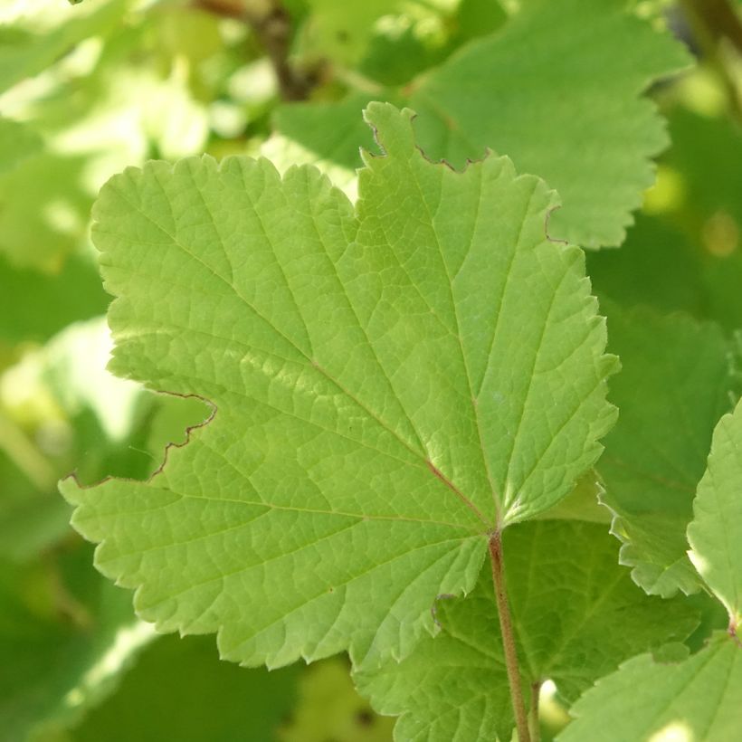 Witte aalbes Blanka BIO (Blad)