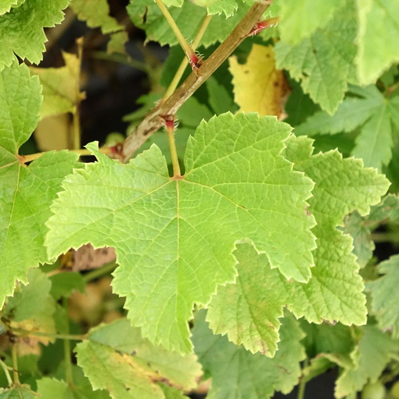 Witte aalbes Blanka (Blad)