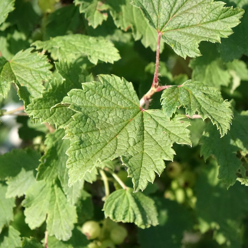 Witte aalbes Weiße aus Jüterbog (Blad)