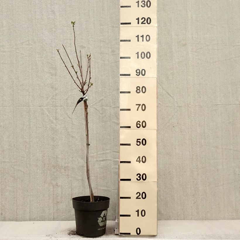 Exemplaar van Witte aalbes Weiße aus Jüterbog Pot van 6 l/7 l, Stengel zoals geleverd in de lente