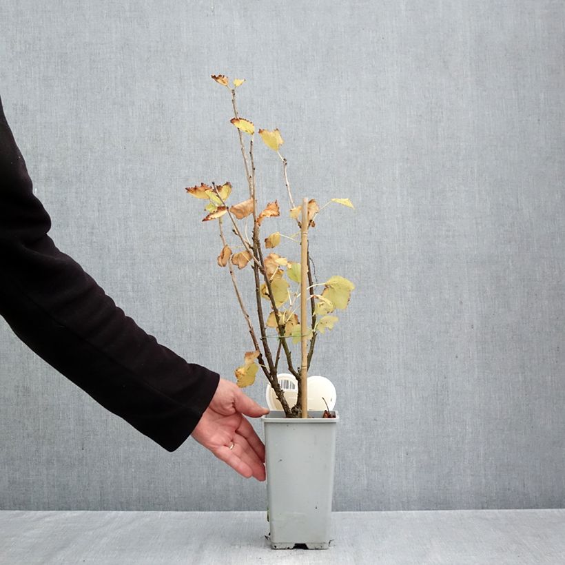 Exemplaar van Witte aalbes Werdavia Pot van 2 l/3 l, Struik zoals geleverd in de herfst