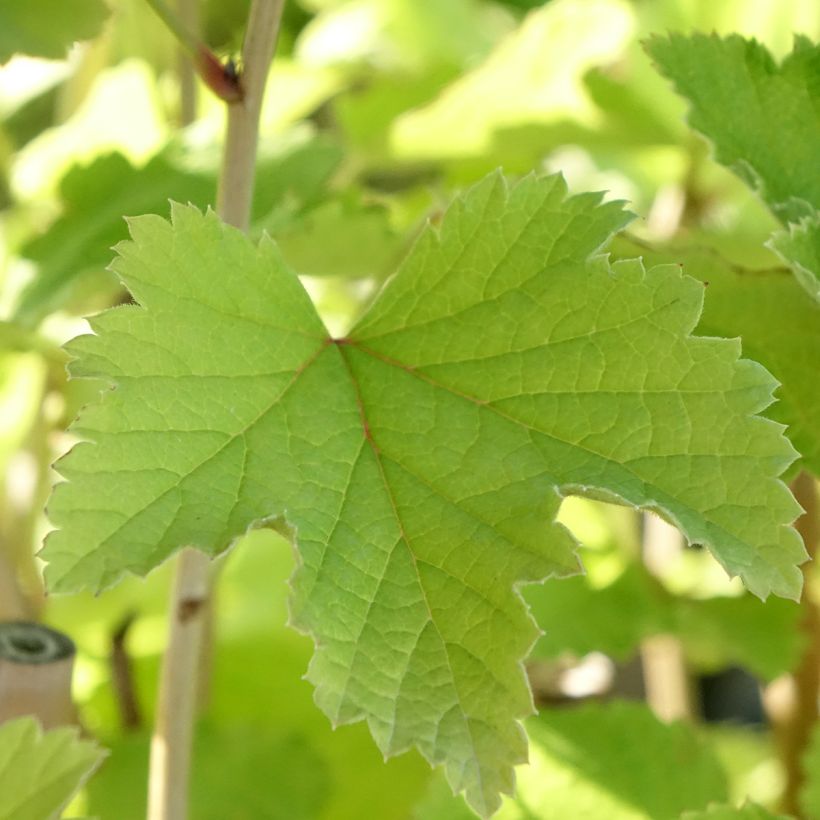 Witte aalbes Werdavia (Blad)