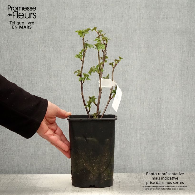 Exemplaar van Witte aalbes Zitavia Pot van 2 l/3 l, Pol zoals geleverd in de lente