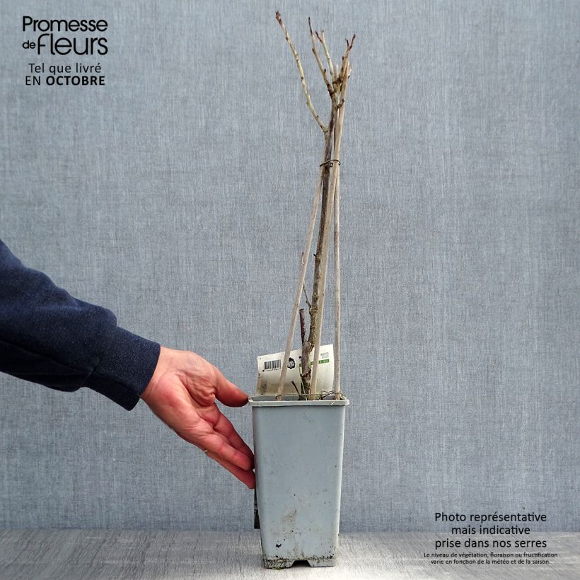Exemplaar van Witte aalbes Witte van Holland Pot van 1,5 l/2 l, Struik zoals geleverd in de herfst