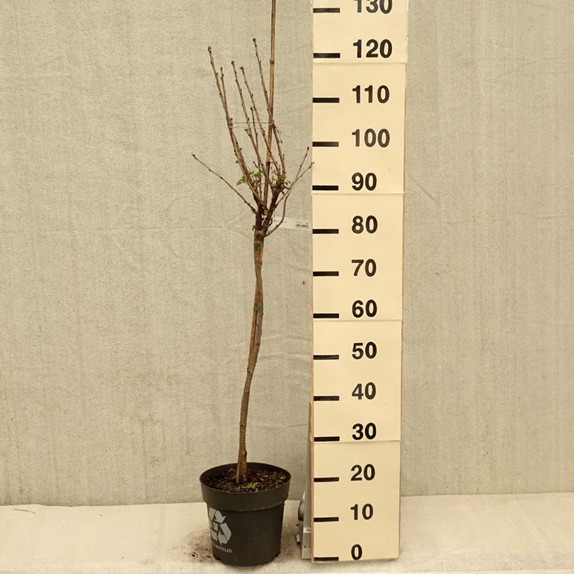 Exemplaar van Rode bes Rolan Pot van 6 l/7 l, Stengel zoals geleverd in de lente