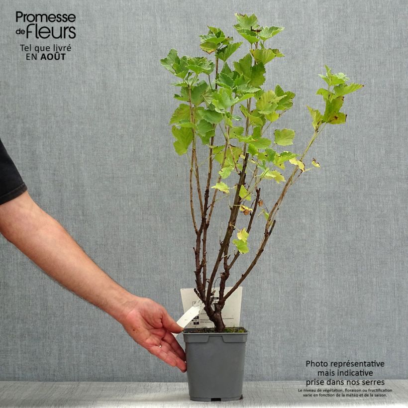 Exemplaar van Rode aalbes Delbard Giganta Pot van 2 l/3 l zoals geleverd in de zomer