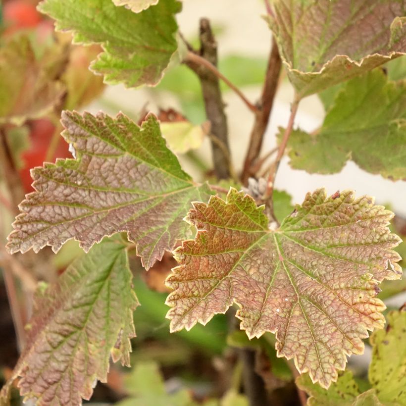 Rode aalbes Delbard Giganta (Blad)