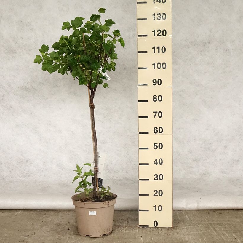 Example of Rode aalbes Delbard Giganta Pot van 7,5 l/10 l, Kwartstam as you get in printemps