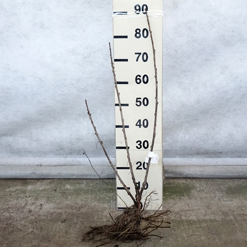 Example of Rode aalbes Delbard Giganta Naakte wortel, Struik as you get in hiver