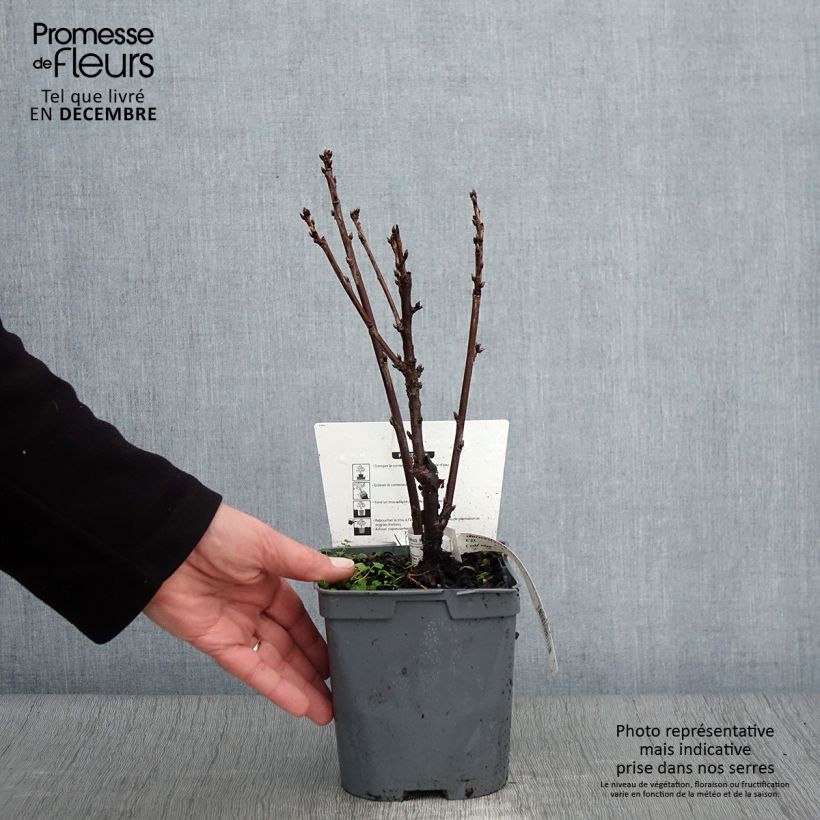 Exemplaar van Rode aalbes Eerste druifaalbes Pot van 2 l/3 l zoals geleverd in de herfst