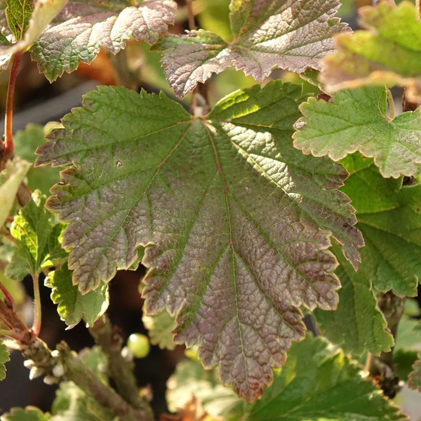 Rode aalbes Eerste druifaalbes (Blad)